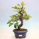 Vonkajšie bonsai - Pseudocydonia sinensis - Kdoloň čínska - 1/6