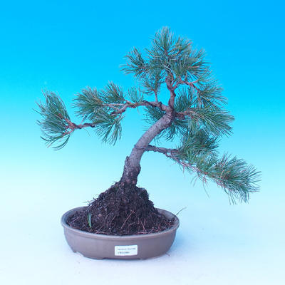 Pinus parviflora - Borovica drobnokvetá