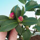 Izbová bonsai-Camellia euphlebia-Kamélie - 1/2