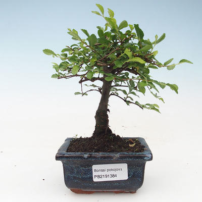 Pokojová bonsai- Ulmus Parvifolia-Malolistý jilm 414-PB2191384
