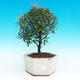 Izbová bonsai Syzygium -Pimentovník PB217385 - 1/3