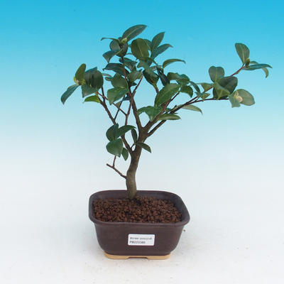 Izbová bonsai-Camellia euphlebia-Kamélie - 1
