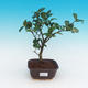 Izbová bonsai-Camellia euphlebia-Kamélie - 1/2