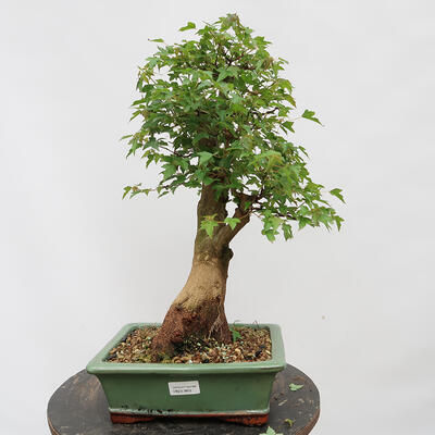 Vonkajší bonsai - Javor Burgerov - Acer Burgerianum - LEN PALETOVÁ PREPRAVA - 1