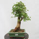 Vonkajší bonsai - Javor Burgerov - Acer Burgerianum - LEN PALETOVÁ PREPRAVA - 1/5