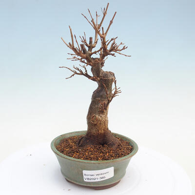 Vonkajšie bonsai - Javor Buergerianum - Javor Burgerův - 1