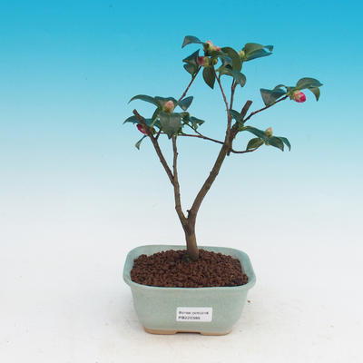 Izbová bonsai-Camellia euphlebia-Kamélie - 1