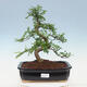 Izbová bonsai - Zantoxylum piperitum - pepřovník - 1/4