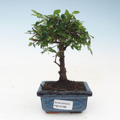 Pokojová bonsai- Ulmus Parvifolia-Malolistý jilm 414-PB2191386