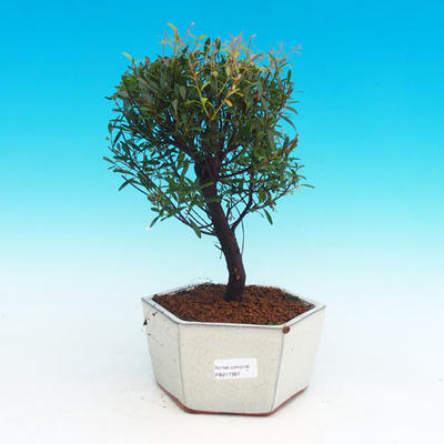 Izbová bonsai Syzygium -Pimentovník PB217387 - 1