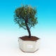 Izbová bonsai Syzygium -Pimentovník PB217387 - 1/3
