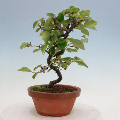 Vonkajšie bonsai - Pseudocydonia sinensis - Duloň čínska - 1