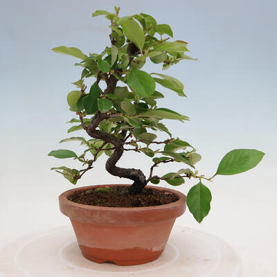 Vonkajšie bonsai - Pseudocydonia sinensis - Duloň čínska - 1