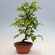 Vonkajšie bonsai - Pseudocydonia sinensis - Duloň čínska - 1/5