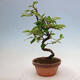 Vonkajšie bonsai - Pseudocydonia sinensis - Duloň čínska - 1/4
