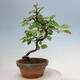 Vonkajšie bonsai - Pseudocydonia sinensis - Duloň čínska - 1/4