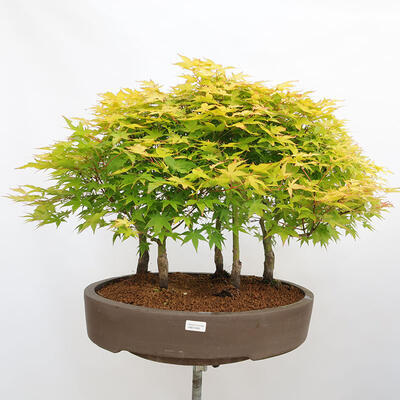 Vonkajší bonsai - Acer palmatum Aureum - Javor dlanitolistý zlatý-lesík - 1