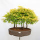 Vonkajší bonsai - Acer palmatum Aureum - Javor dlanitolistý zlatý-lesík - 1/4