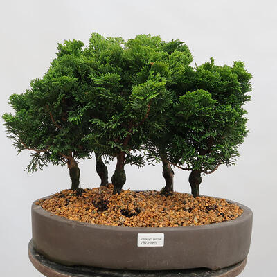 Vonkajší bonsai - Cham.pis obtusa Nana Gracilis - Cyprus-lesík - 1