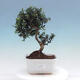 Izbová bonsai - Olea europaea sylvestris -Oliva európska drobnolistá - 1/5