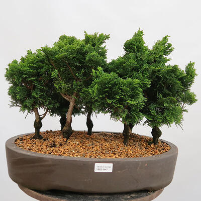 Vonkajší bonsai - Cham.pis obtusa Nana Gracilis - Cyprus-lesík - 1