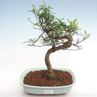 Izbová bonsai - Zantoxylum piperitum - pepřovník - 1
