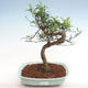 Izbová bonsai - Zantoxylum piperitum - pepřovník - 1/4