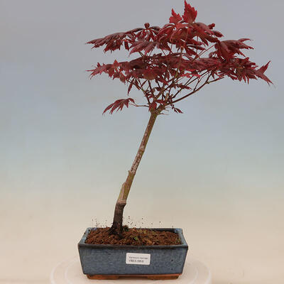 Vonkajší bonsai - Acer palmatum Trompenburg - Javor červený
