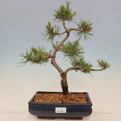 Vonkajší bonsai - Pinus mugo Humpy - Borovica kľač - 1