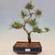 Vonkajší bonsai - Pinus mugo Humpy - Borovica kľač - 1/4