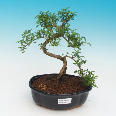 Izbová bonsai - Serissa foetida - Strom tisíce hviezd - 1