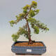 Vonkajší bonsai - Juniperus chinensis plumosa aurea - Borievka čínska zlatá - 1/4