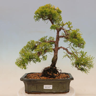 Vonkajší bonsai - Juniperus chinensis plumosa aurea - Borievka čínska zlatá - 1