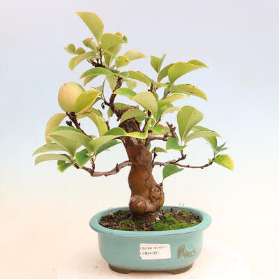 Vonkajšie bonsai - Pseudocydonia sinensis - Dula čínska - 1