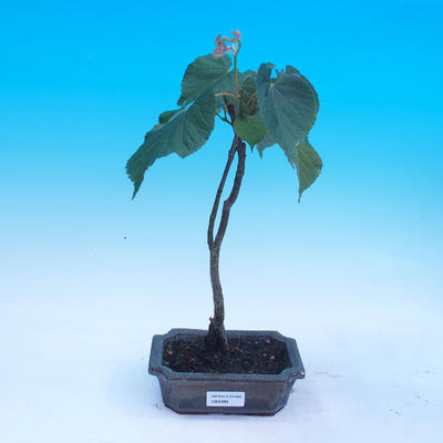 Vonkajšie bonsai - Tilia cordata - Lipa srdcovitá