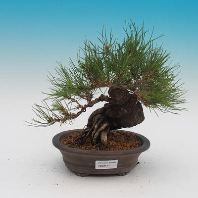 Pinus thunbergii - borovica thunbergova - 1