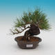 Pinus thunbergii - borovica thunbergova - 1/4
