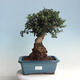 Izbová bonsai - Olea europaea sylvestris -Oliva evropská drobnolistá - 1/6