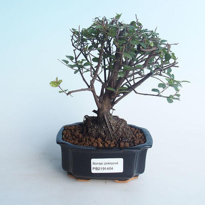 Pokojová bonsai - Sagerécie thea - Sagerécie thea 414-PB2191404 - 1