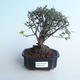 Pokojová bonsai - Sagerécie thea - Sagerécie thea 414-PB2191404 - 1/4