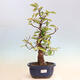 Vonkajšie bonsai - Pseudocydonia sinensis - Dula čínska - 1/6