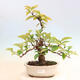 Vonkajšie bonsai - Pseudocydonia sinensis - Dula čínska - 1/6