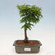Vonkajší bonsai - Acer palmatum SHISHIGASHIRA- Javor malolistý - 1/3