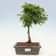 Vonkajší bonsai - Acer palmatum SHISHIGASHIRA- Javor malolistý - 1/3