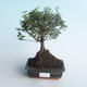 Pokojová bonsai - Sagerécie thea - Sagerécie thea 414-PB2191407 - 1/4