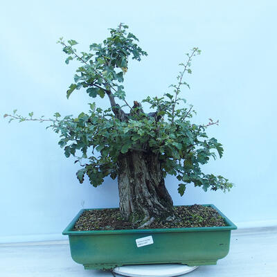 Vonkajší bonsai - Hloh jednosemenný - Crataegus monogyna - 1