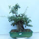 Vonkajší bonsai - Hloh jednosemenný - Crataegus monogyna - 1/6