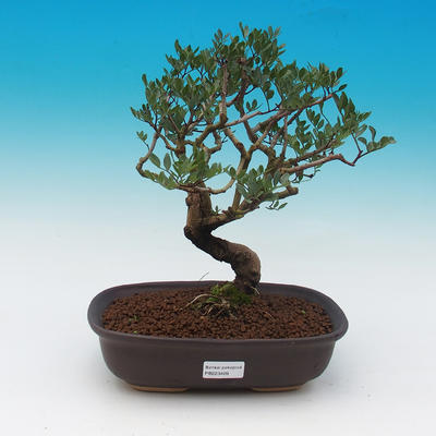 Izbová bonsai-pistácie - 1