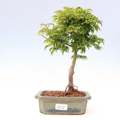 Vonkajší bonsai - Acer palmatum SHISHIGASHIRA- Javor malolistý - 1