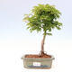 Vonkajší bonsai - Acer palmatum SHISHIGASHIRA- Javor malolistý - 1/2